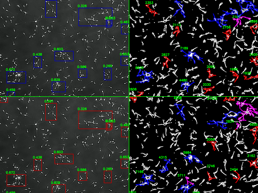 Clinical imaging analysis